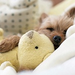 Аватара пользователя